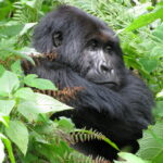 How Much Does a Gorilla Habituation Permit Cost?