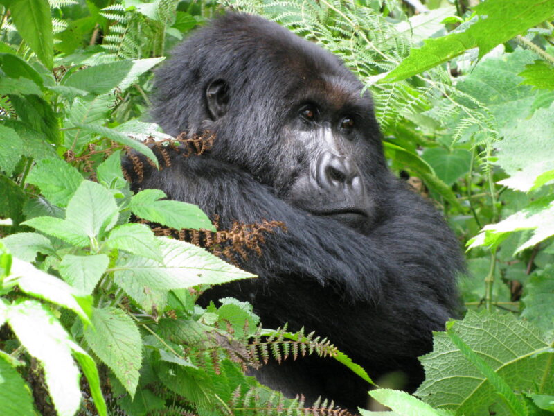 How Much Does a Gorilla Habituation Permit Cost?