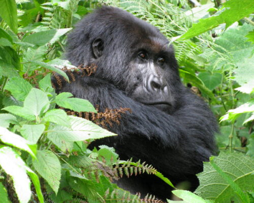 A Moutain Gorilla In Bwindi