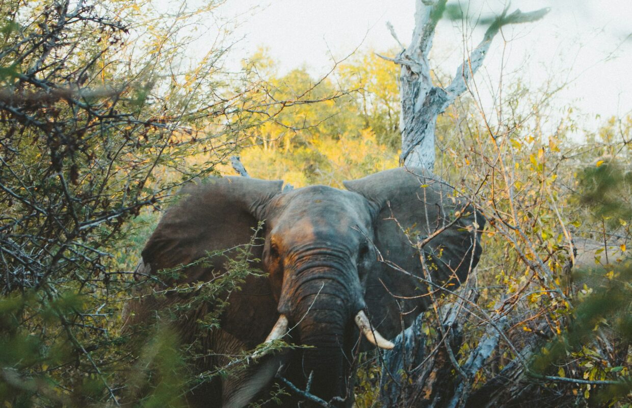 Selous Game Reserve
