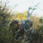 Selous Game Reserve