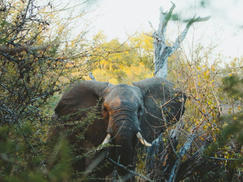 Selous Game Reserve