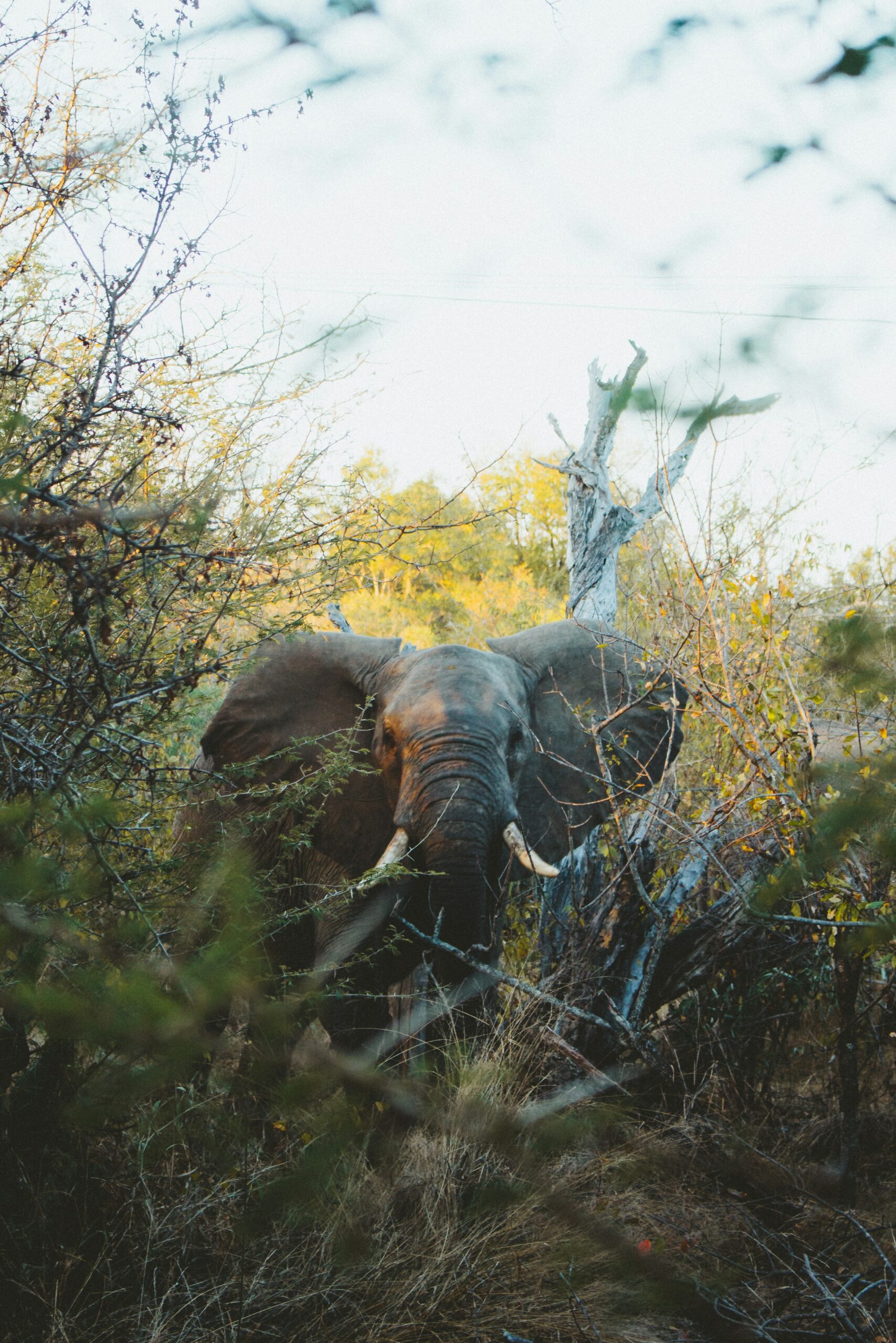 Selous Game Reserve
