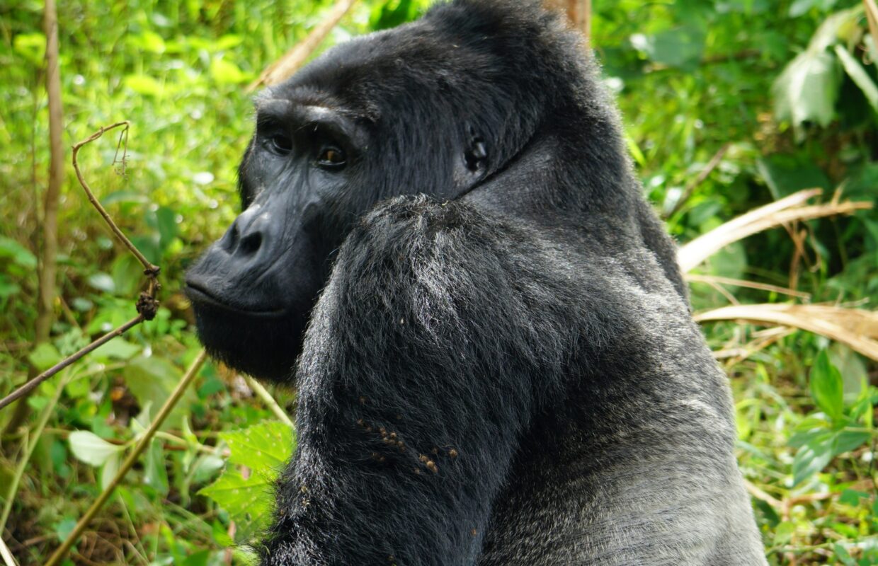 Kanyambura Chimp Canyon