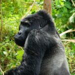 Kanyambura Chimp Canyon