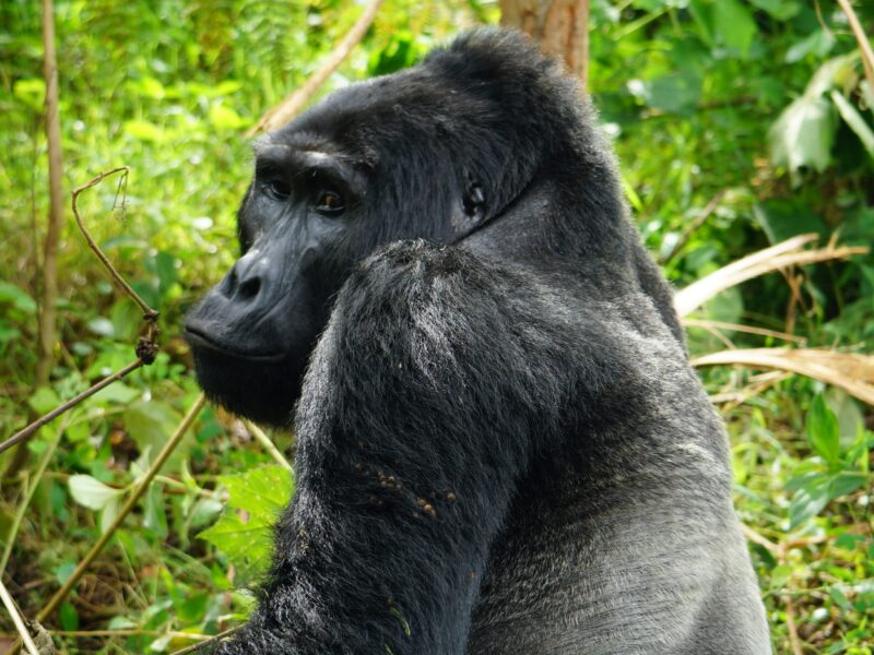 Kanyambura Chimp Canyon