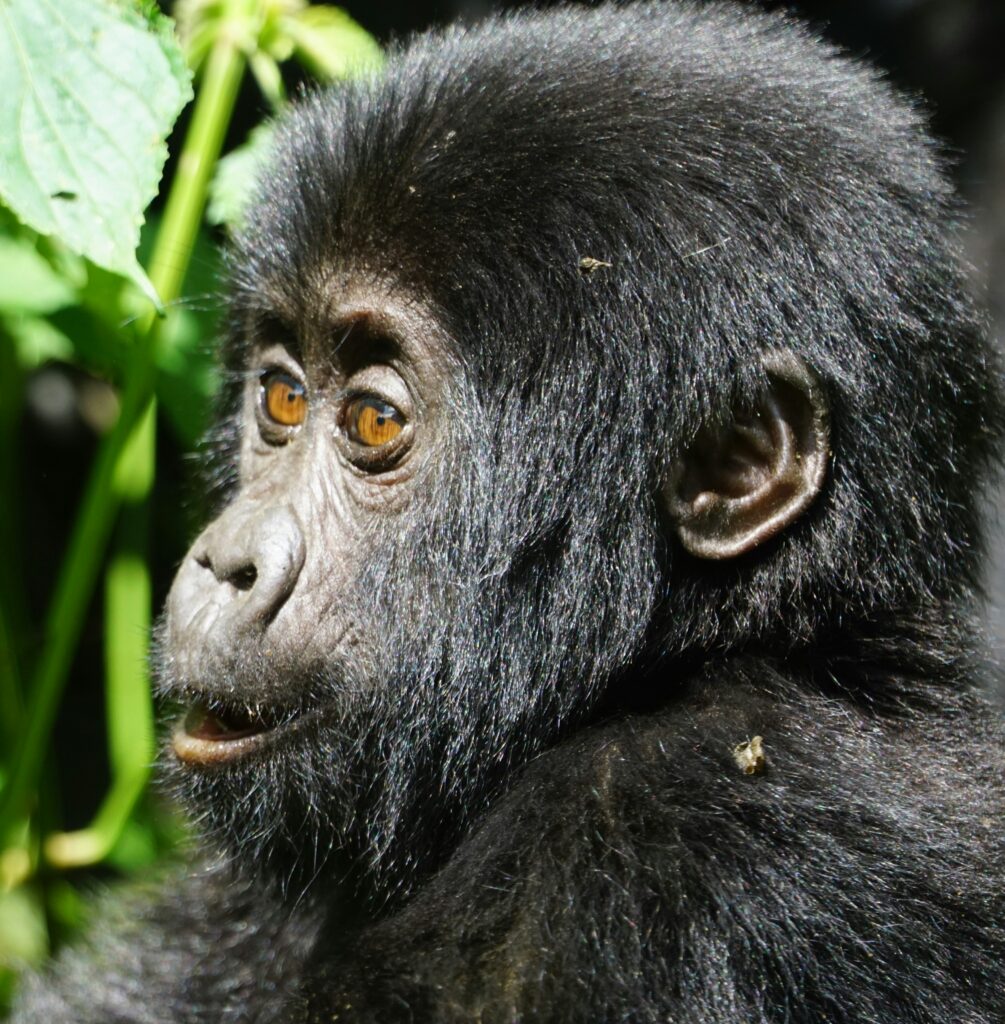 Mgahinga Gorilla National Park