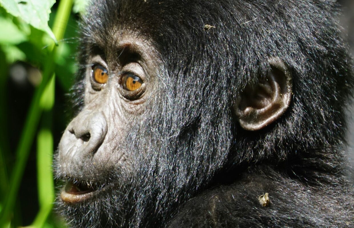 Mgahinga Gorilla National Park