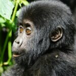 Mgahinga Gorilla National Park