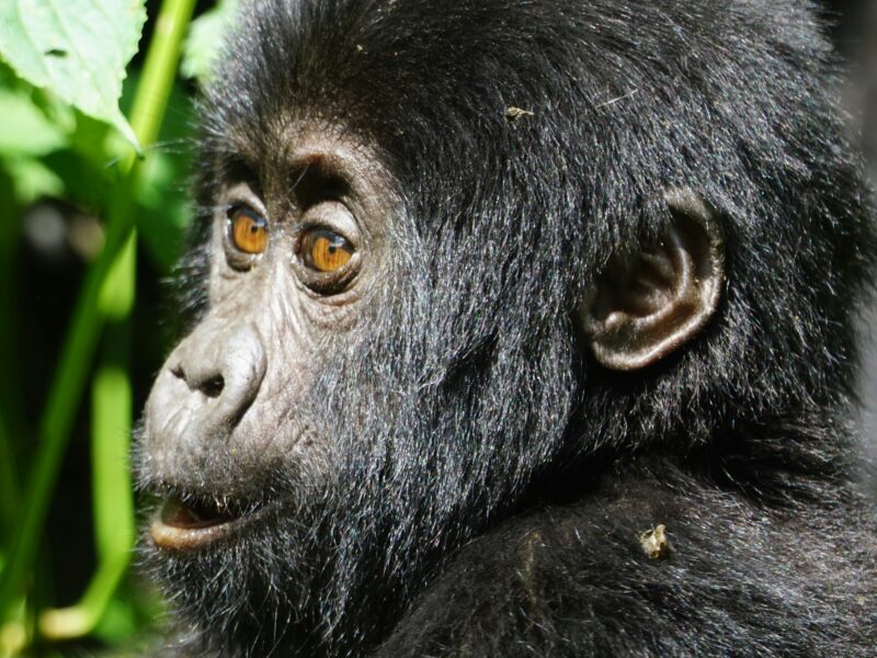 Mgahinga Gorilla National Park