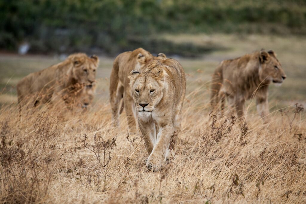 Serengeti National Park