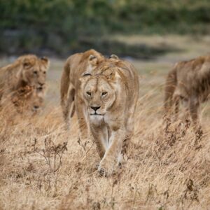9-Day Kenya Wildlife Road Safari