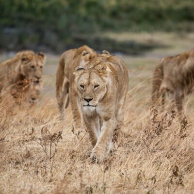 9-Day Kenya Wildlife Road Safari