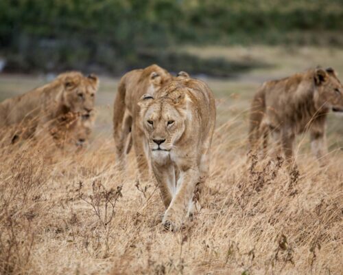 9-Day Kenya Wildlife Road Safari