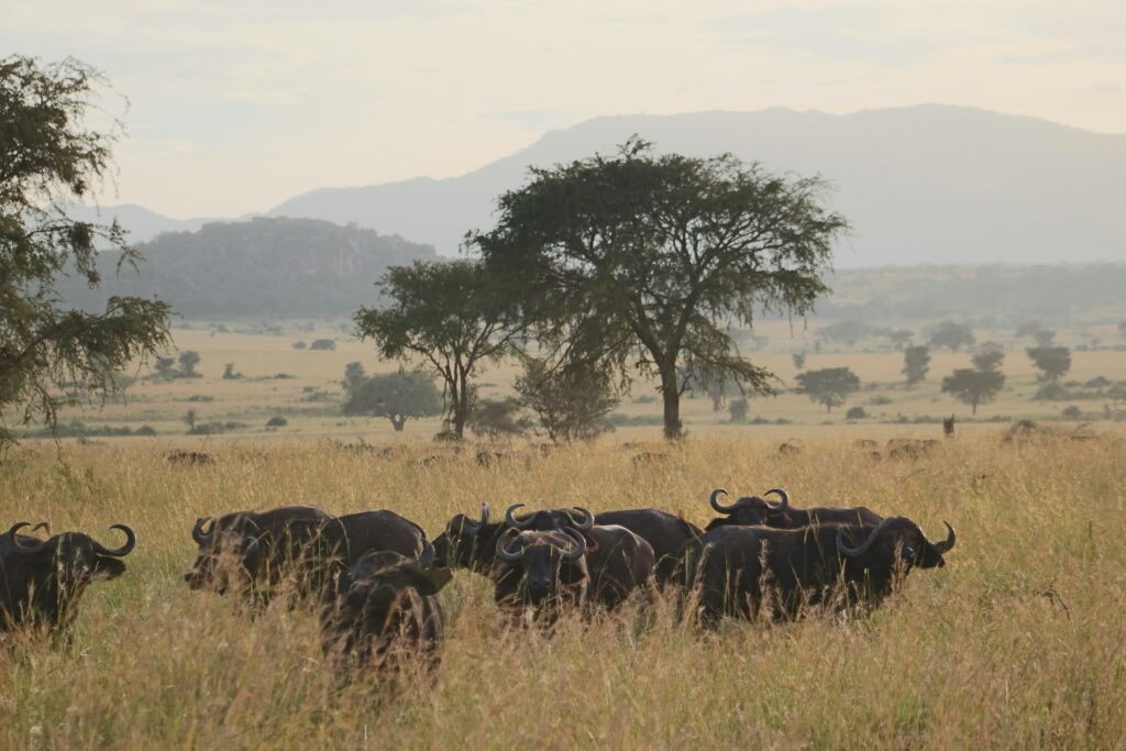 Mikumi National Park