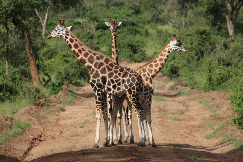 Samburu National Reserve