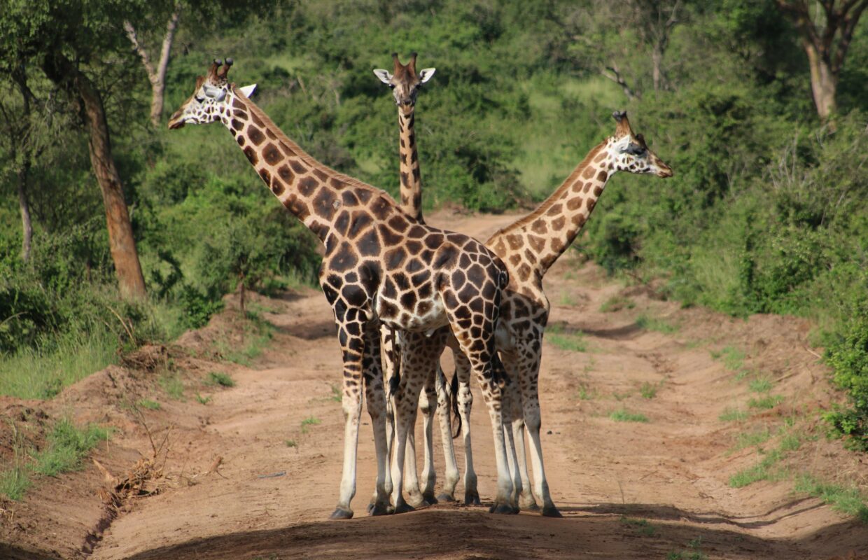 Night Walks with Giraffes in Lake Mburo National Park