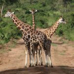 Night Walks with Giraffes in Lake Mburo National Park