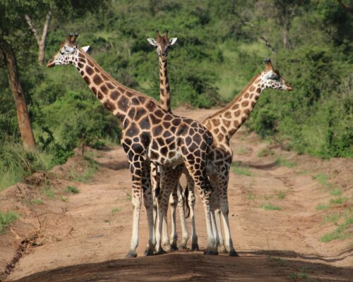 Night Walks with Giraffes in Lake Mburo National Park