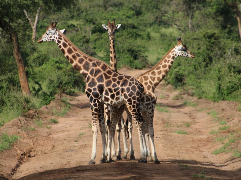 Night Walks with Giraffes in Lake Mburo National Park