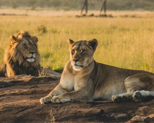 15-Day Uganda Game Drives Safari