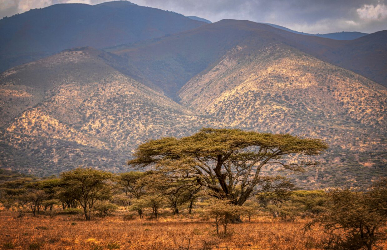 Ostrich Racing Views