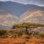 Ostrich Racing Views