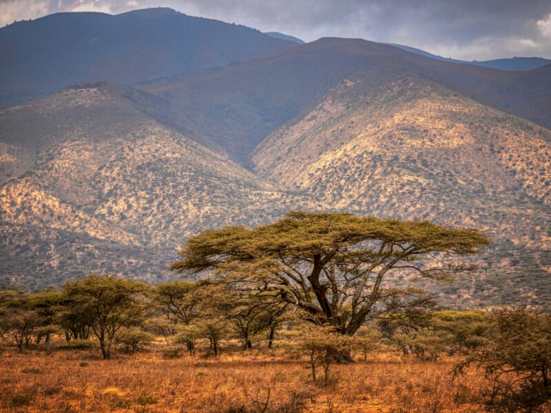 Ostrich Racing Views
