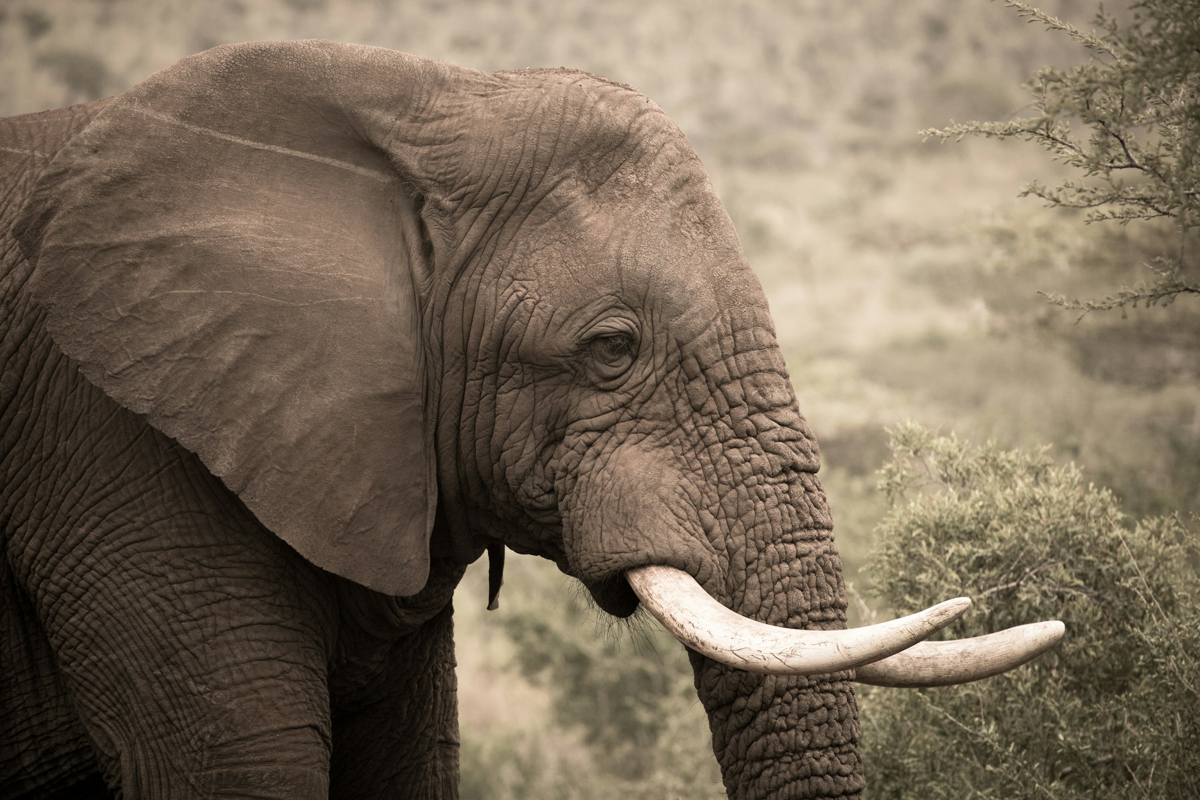 Big Game Drives Safaris