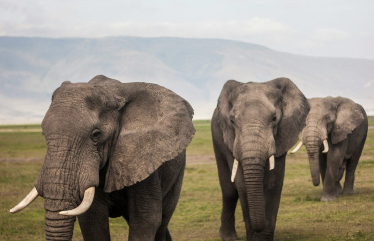 Kidepo Elephant Migration