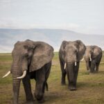 Kidepo Elephant Migration