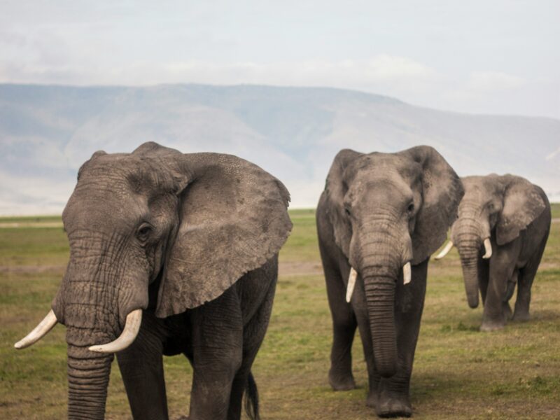 Kidepo Elephant Migration