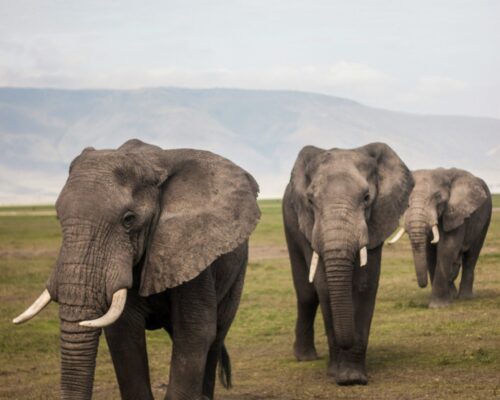 Amboseli National Park