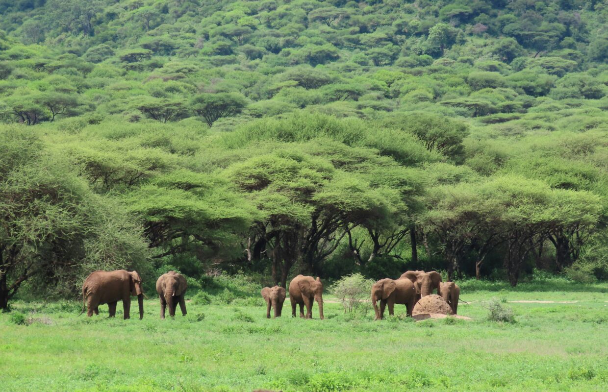 Coffee Safaris on Mount Elgon
