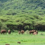 Coffee Safaris on Mount Elgon