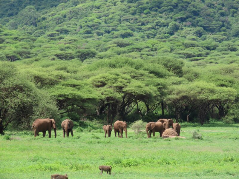Coffee Safaris on Mount Elgon