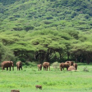 Coffee Safaris on Mount Elgon