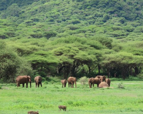 Coffee Safaris on Mount Elgon