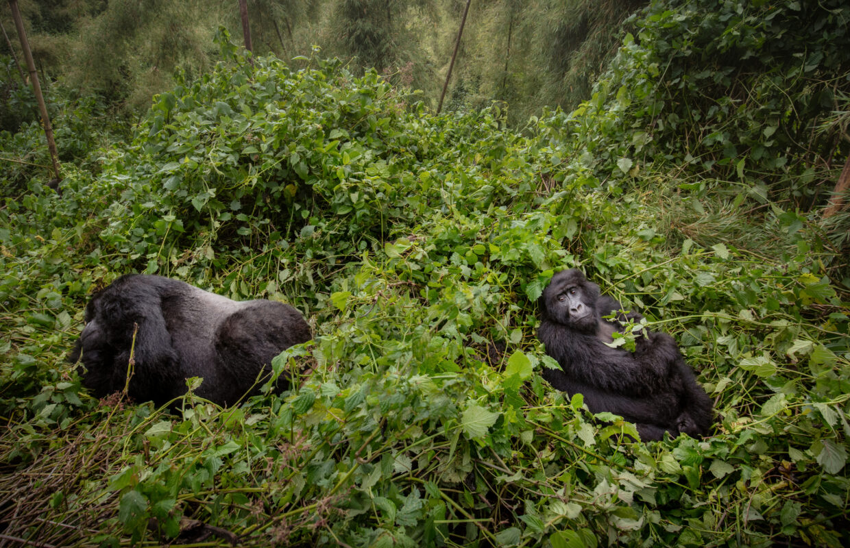 11-Day Uganda Big Five Safari & Gorilla Trekking Tour