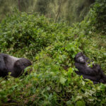 11-Day Uganda Big Five Safari & Gorilla Trekking Tour