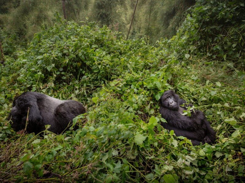 11-Day Uganda Big Five Safari & Gorilla Trekking Tour