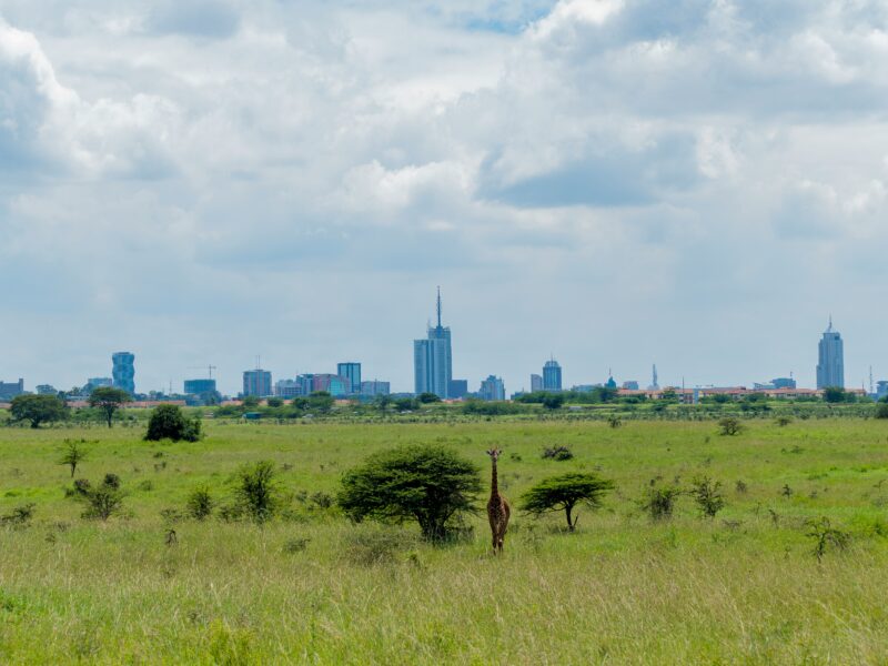 Why the Other 7 National Parks in Uganda Lack Giraffes