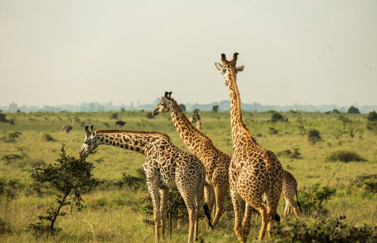 Giraffes in Murchison Falls National Park