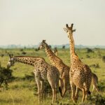 Giraffes in Murchison Falls National Park