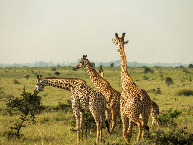 Giraffes in Murchison Falls National Park