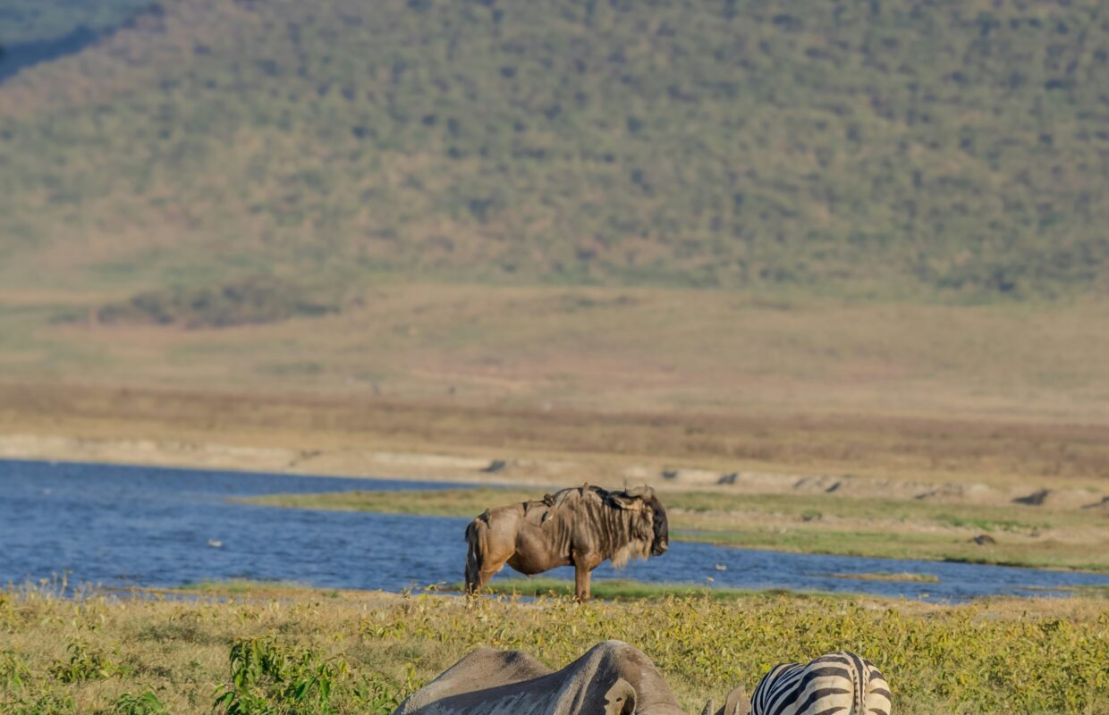 Kazinga Channel Hippo Migration