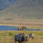 Kazinga Channel Hippo Migration