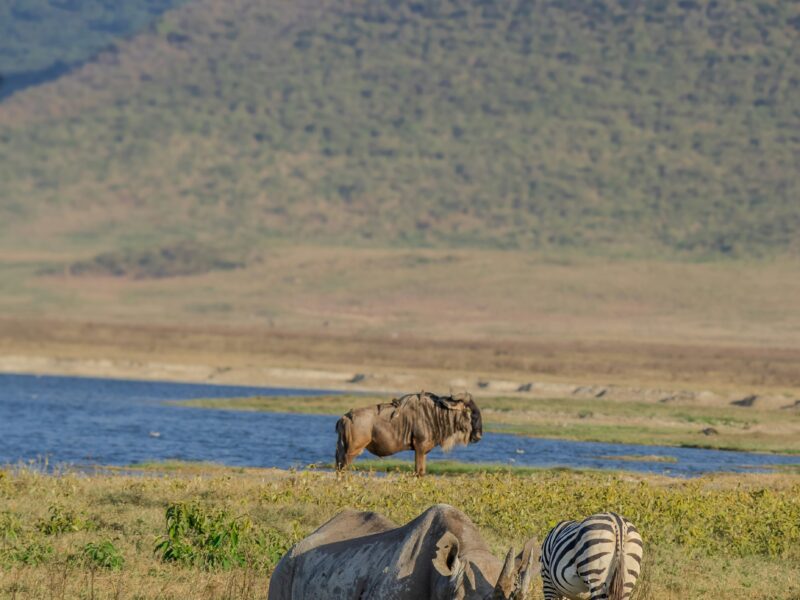 Kazinga Channel Hippo Migration