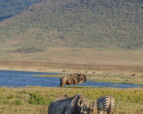 Kazinga Channel Hippo Migration