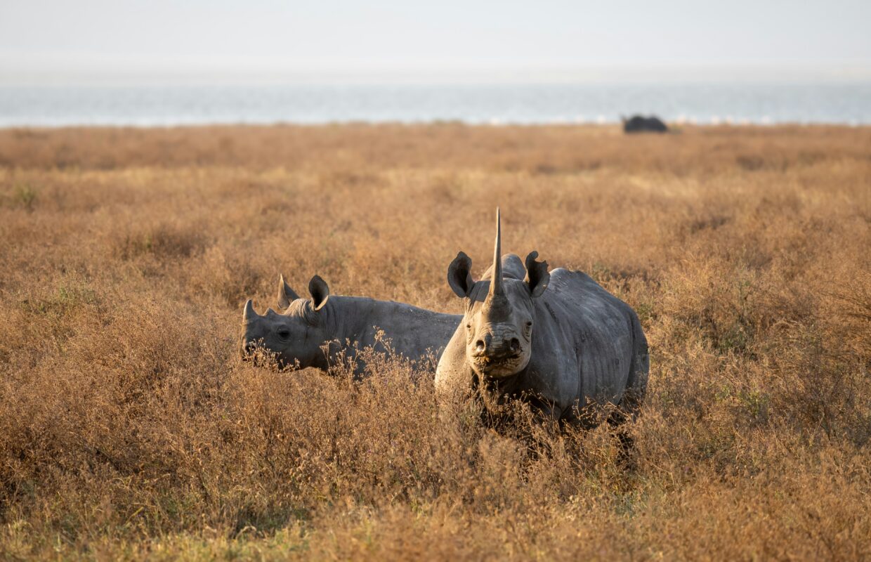 Rhino Notching in Akagera National Park 